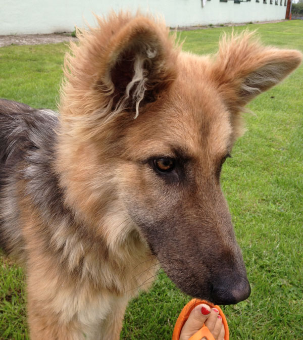 pretty ella gsd puppy