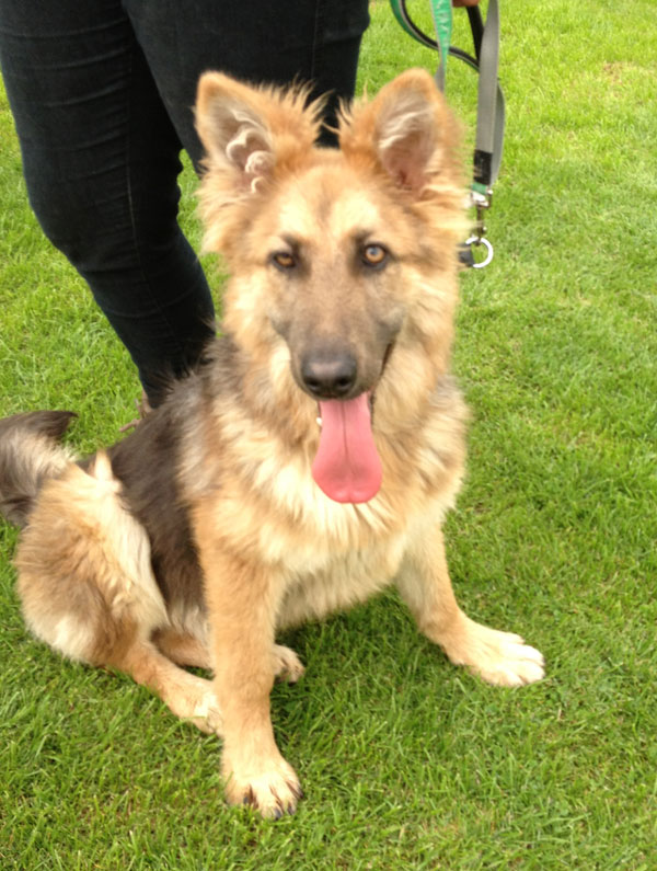 ella black and tan semi coated gsd puppy