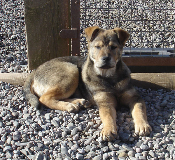 Elsa the puppy enjoying the sunshine