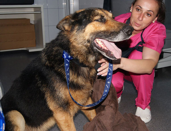 elvis the romanian gsd with his rescuer