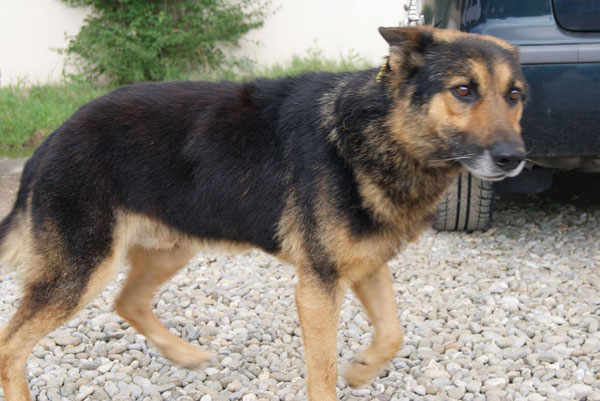 gorgeous elvis romanian gsd