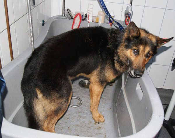 elvis the gsd being washed and groome