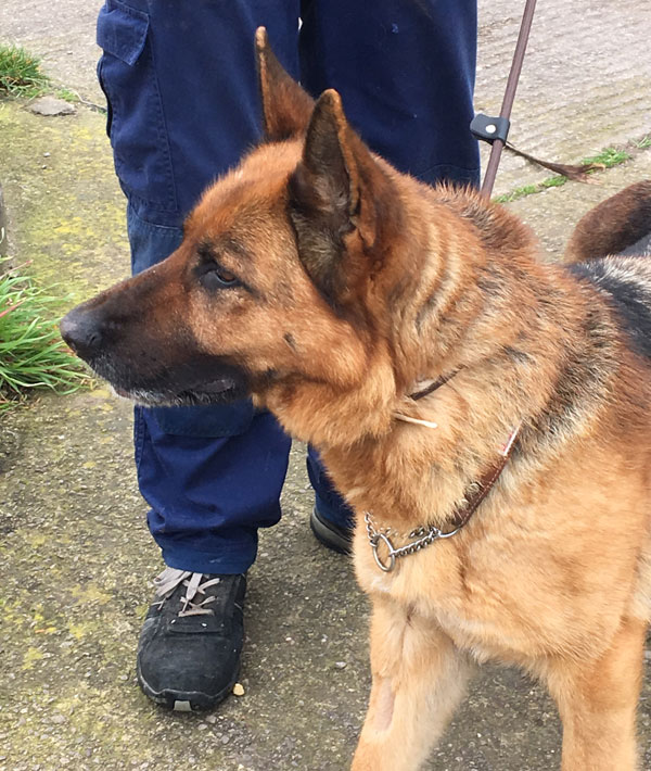 GSD elza curious about her new but hopefully temporary kennel accommodation