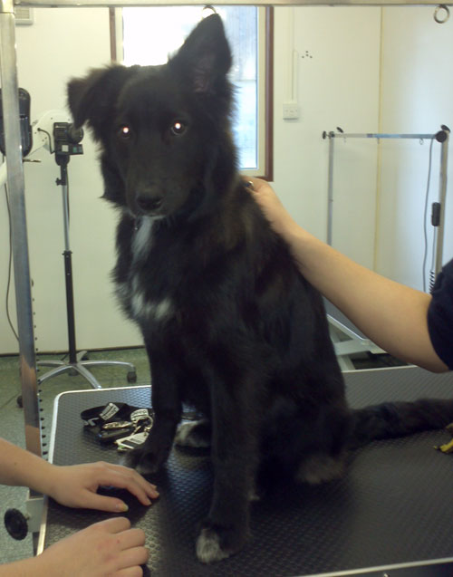 ember the collie cross puppy