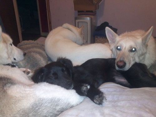 ember the collie cross puppy lying on the bed with her doggy friends