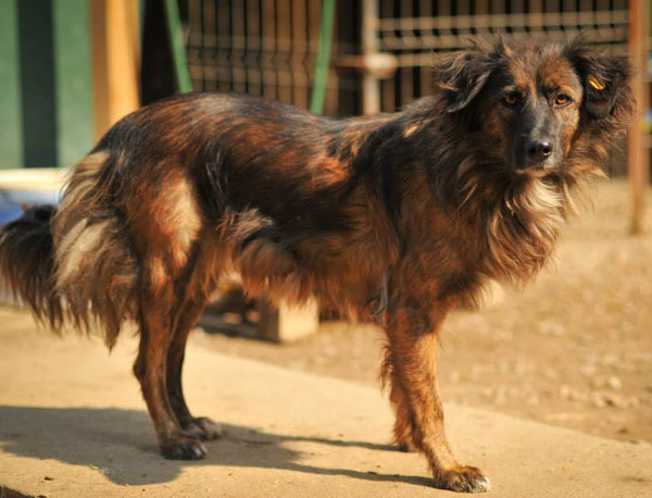 emma a beautiful looking romanian rescue dog