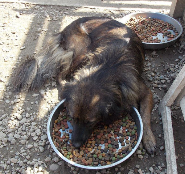 emma the romanian rescue dog eating her lunch