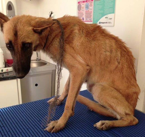 How could a human being be so cruel to this poor Belgian Shepherd dog?