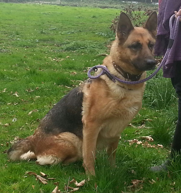 flossy older german shepherd looking for a home