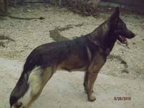 handsome Foo the sable german shepherd