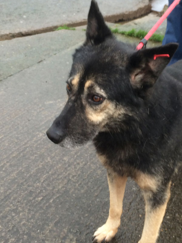 Our lovely older german shepherd Frank