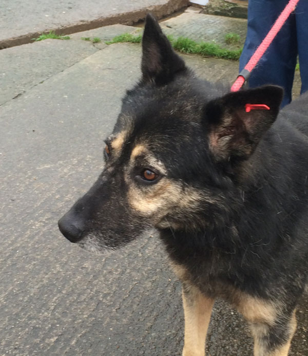 Frank our older gsd needs warmth, good food and love