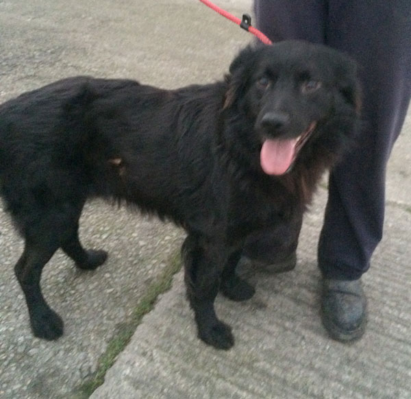 Freddie the black gsd is a happy, friendly, affectionate young dog who just wants to be loved