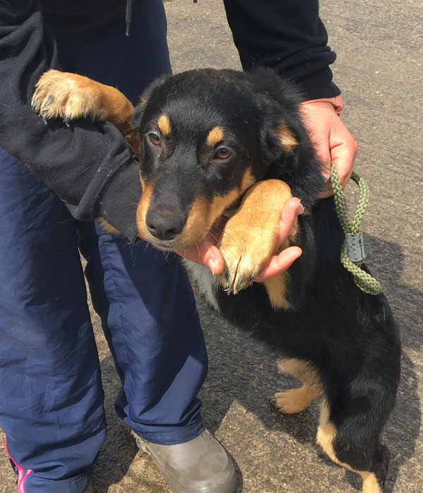 our cute little puppy Freddie