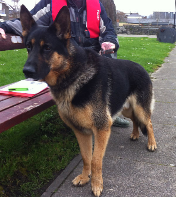 handsome dark GSD