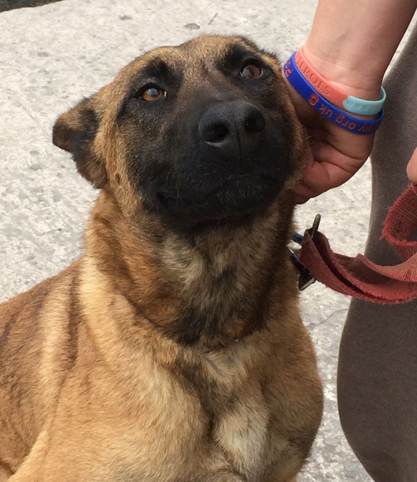 Freya the gsd pleading with those lovely eyes