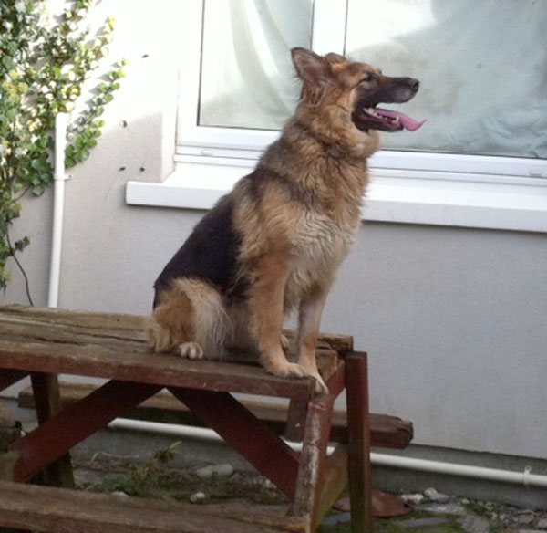 gabbana german shepherd sitting on the picnic table