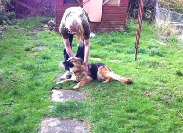 gabbana the gsd loves a fuss