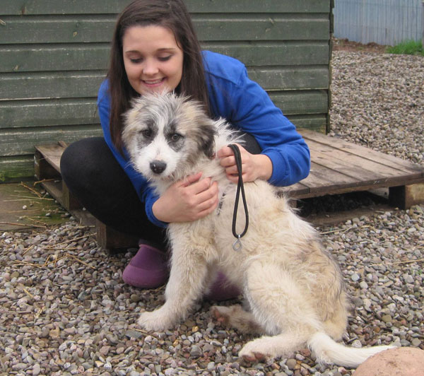 caucasian / bucovina / mioritic cross puppy