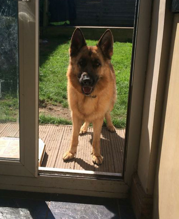 gem the gsd standing in front of the patio window