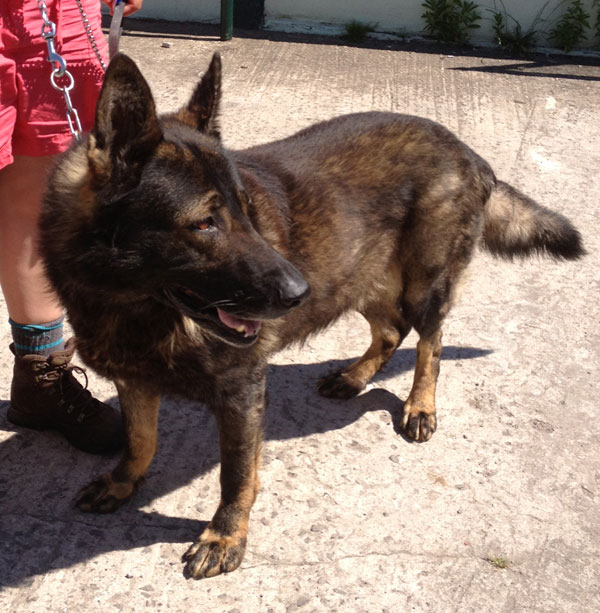 handsome gsd george