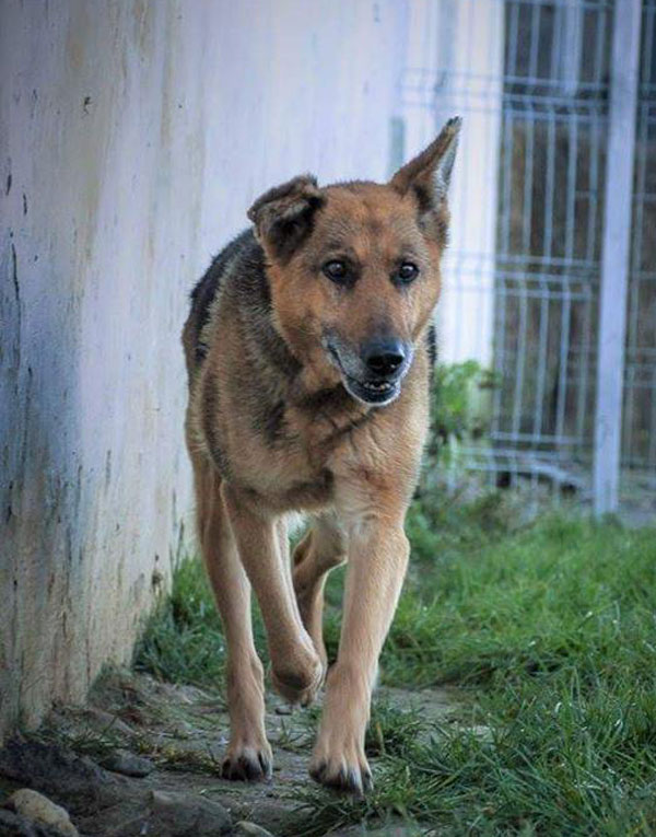 gia is a gorgeous older dog