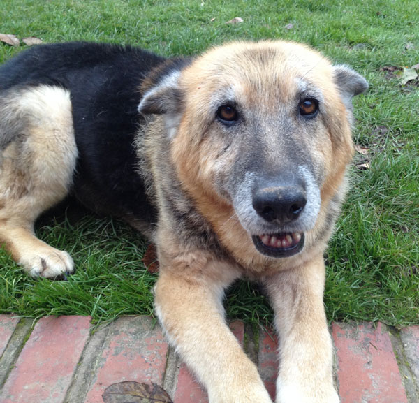 mature german shepherd