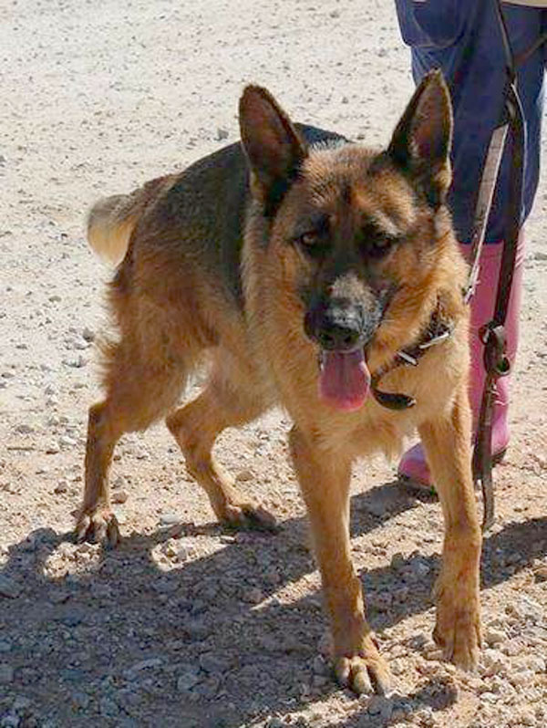 Greta the GSD will make a wonderful family pet