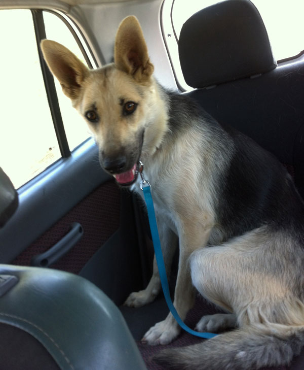 Hannah the german shepherd likes to ride in the car