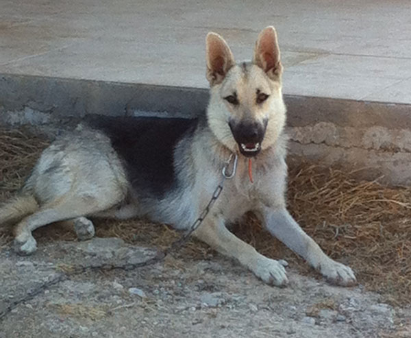 hannah the young gsd has beautiful eyes