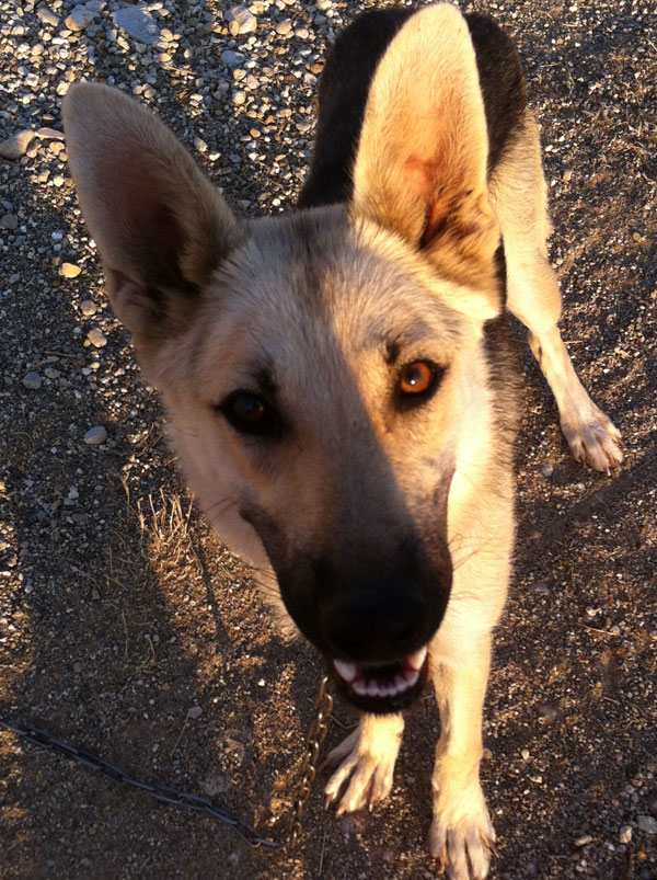 Hannah the young german shepherd is a very pretty girl