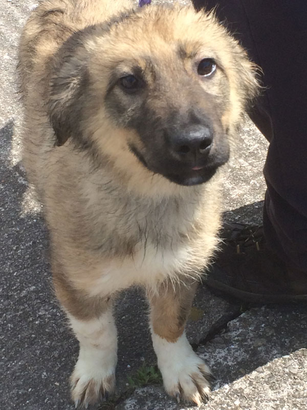 Harry the puppy has very appealing eyes