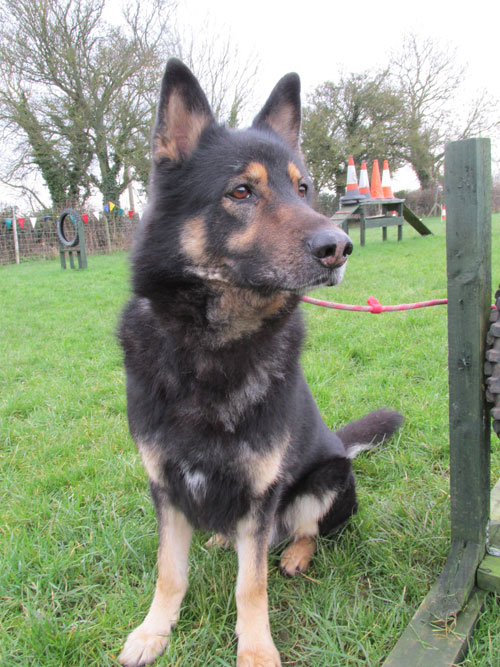 german shepherd harvey after being washed and groomed