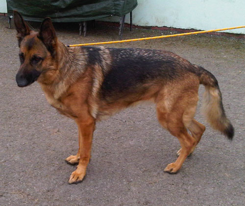 german shepherd with beautiful reddish brown coat