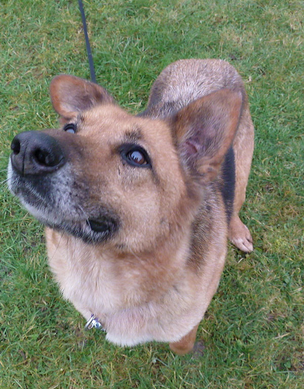 Hera the GSD says, come play with me