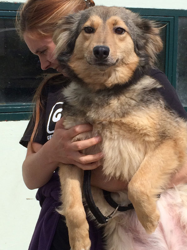 Hippy the gsd cross puppy is just beautiful