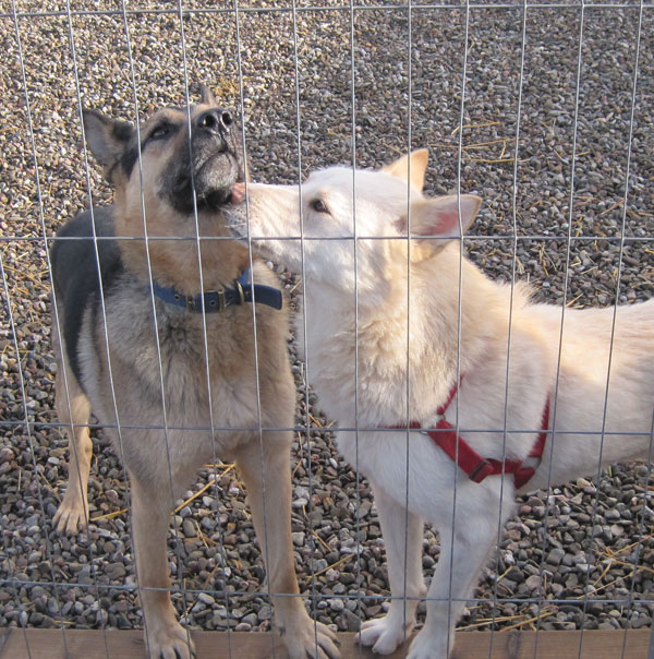 ice gsd husky cross giving gsd danny a kiss