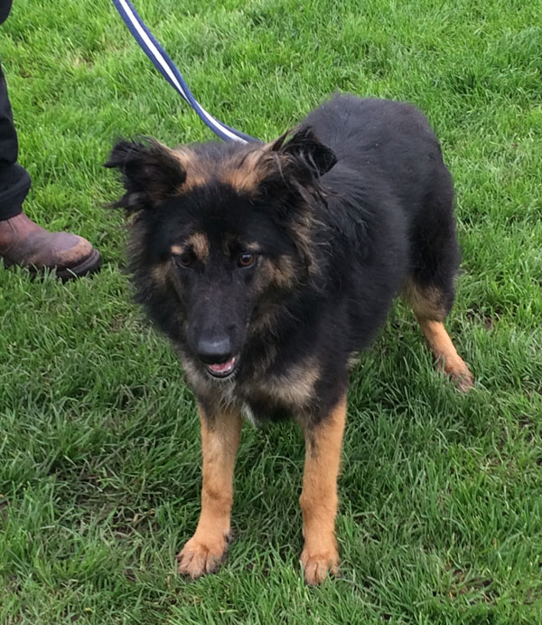 Sweet Ingrid the gsd puppy is just 9 months old and never had a home