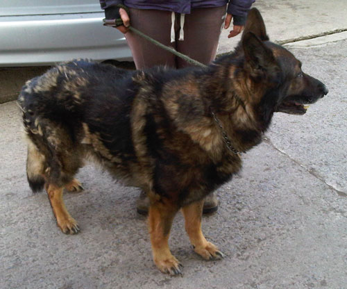 Jack - beautiful big unusual coloured GSD