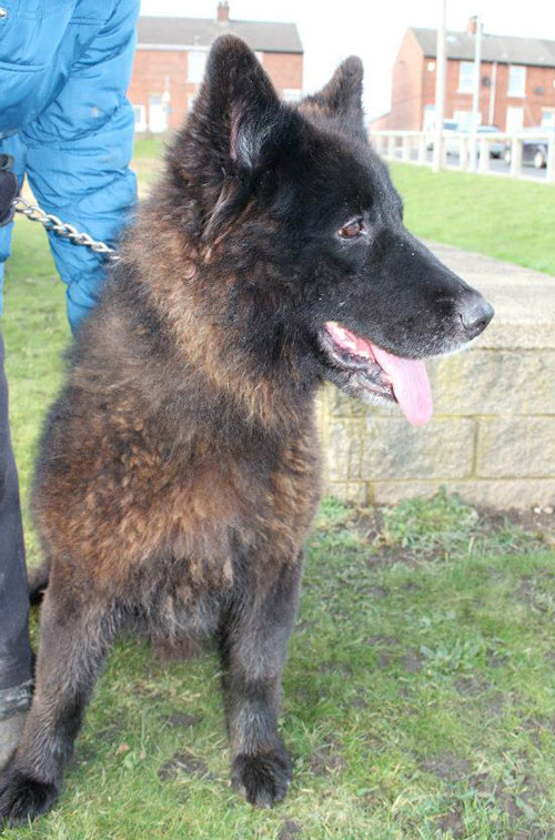 jacko abandoned german shepherd