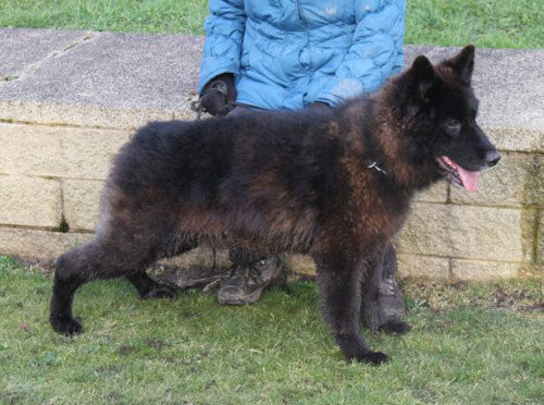 Jacko the gsd with a volunteer attending a GSDR walk