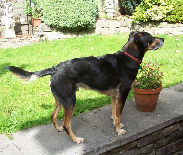 jackson gsd cross