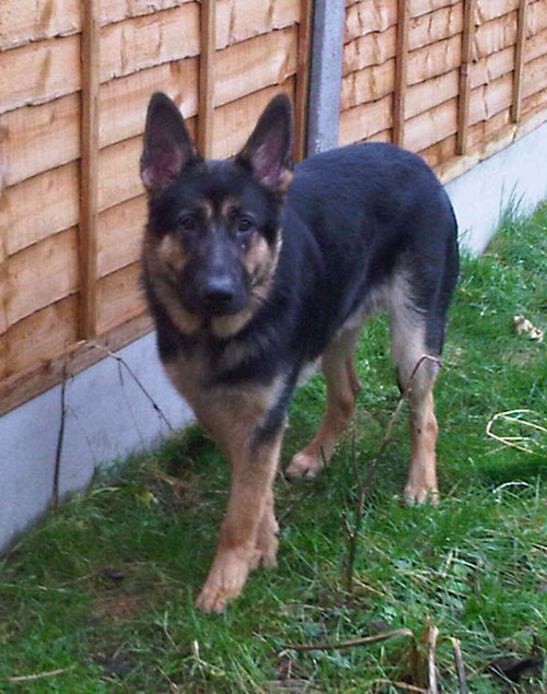 jackson 11 month old german shepherd looking for a new home