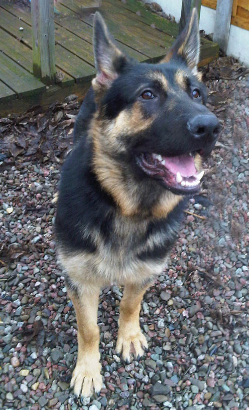 very handsome Jackson darker gsd