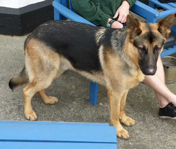 jacob beautful big young male german shepherd