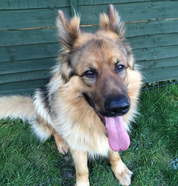 Gorgeous young GSD Jasper