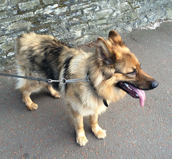 gsd with lovely sable coat