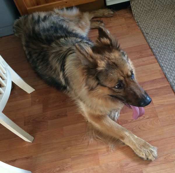 Jasper the young german shepherd will make a great family pet