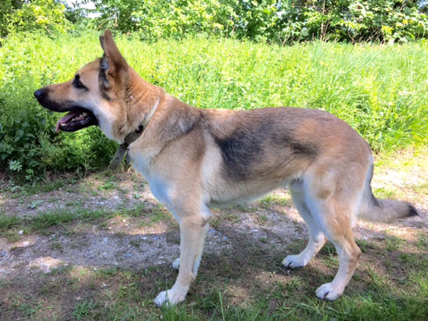 jax, handsome young german shepherd