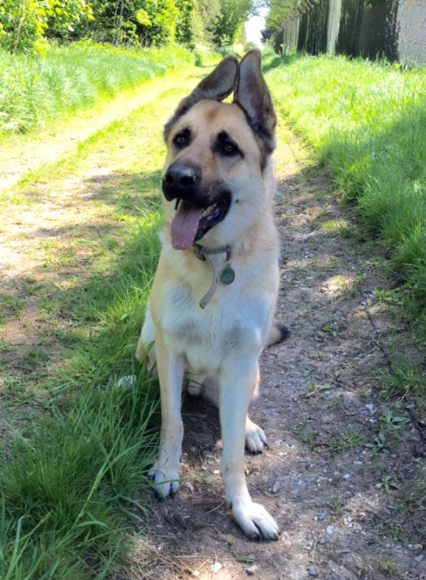 Jax young german shepherd - look at those lovely ears